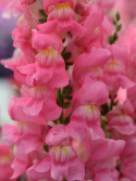 Lejongap F1 'Rocket Rose Shades', Täta blomspiror i rosa med gult svalg.