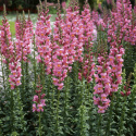 Lejongap F1 'Rocket Rose Shades', Täta blomspiror i rosa med gult svalg.