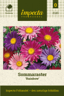 Sommaraster 'Rainbow', Enkelblommande sort med gul mitt. Långstjälkiga.