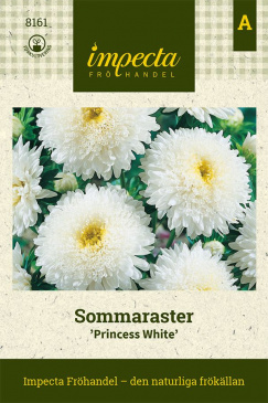 Sommaraster 'Princess White'