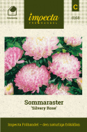 Sommaraster 'Silvery Rose', Stora, cremevita blommor med rosa kronbladsspetsar.