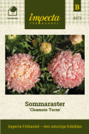 Sommaraster 'Chamois Turm', mjukt laxrosa. Perfekt dubbel och pionblommande.