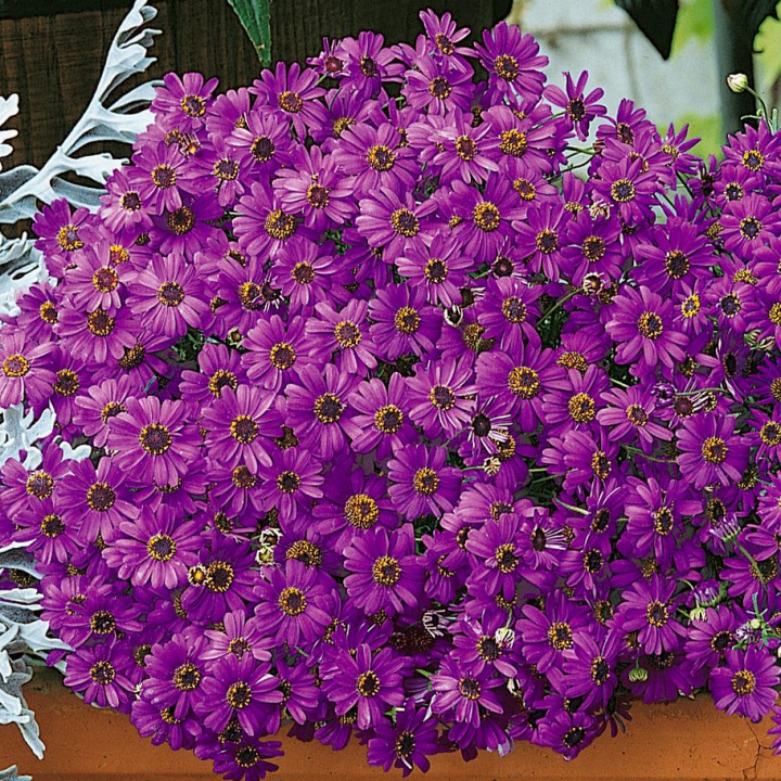 Dockkrage 'Brachy Blue', stora kaskader av violettblå blommor med gult öga.