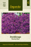 Dockkrage 'Brachy Blue', stora kaskader av violettblå blommor med gult öga.