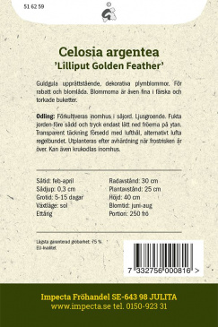 Plymört 'Lilliput Golden Feather'