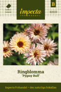 Ringblomma ''''Pygmy Buff''''. Persikorosa blommor med svagt mahognyröd undersid