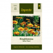 Ringblomma 'Indian Prince'