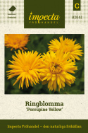 Ringblomma 'Porcupine Yellow', Kaktusblommande ringblomma med klargula kronblad 