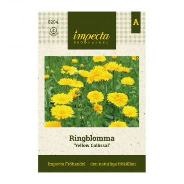 Ringblomma 'Yellow Colossal'