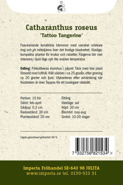 Rosensköna 'Tattoo Tangerine' Impecta odlingsanvisning