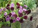 Blåklint 'Black & Mauve', Dubbelblommande klint i purpurröd och lilarosa