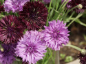 Blåklint 'Black & Mauve', Dubbelblommande klint i purpurröd och lilarosa
