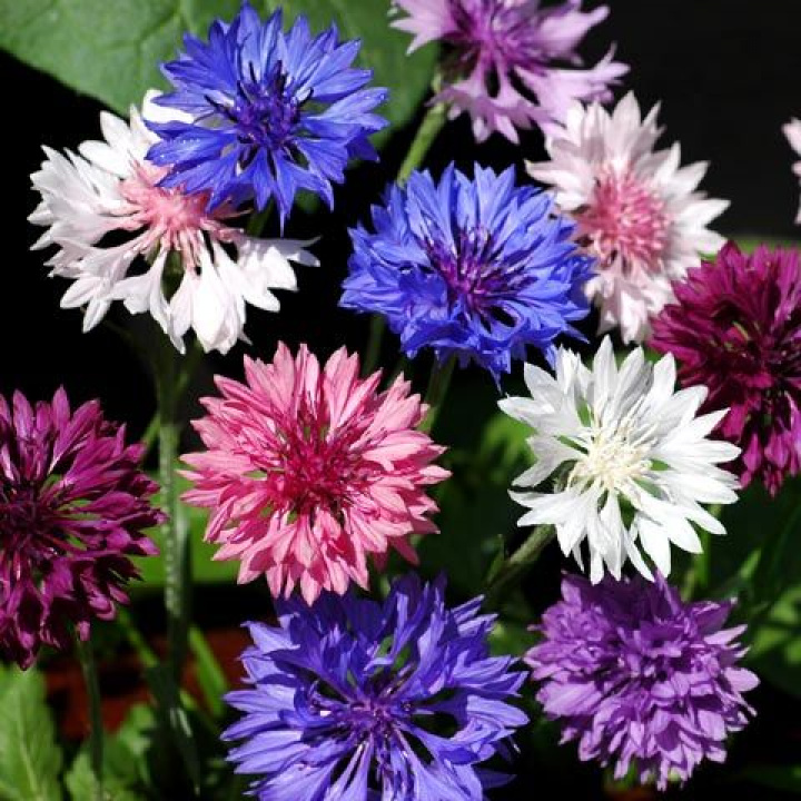 Blåklint 'Dwarf Pouce', Tätt dubbelblommande i fin färgblandning.
