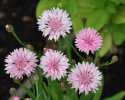 Blåklint 'Tom Pouce Pink', klarrosa, tätt dubbla blommor. Lågt, kompakt växtsätt