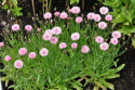 Blåklint 'Tom Pouce Pink', klarrosa, tätt dubbla blommor. Lågt, kompakt växtsätt