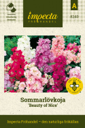 Sommarlövkoja 'Beauty Of Nice', Stora, doftande blomspiror i praktfärgblandning.