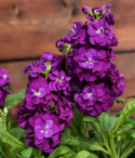 Sommarlövkoja 'Hot Cakes Purple', Ljuvligt väldoftande, intensivt purpurlila, dubbla blommor i täta spiror på stadiga stjälkar.