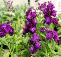 Sommarlövkoja 'Hot Cakes Purple', Ljuvligt väldoftande, intensivt purpurlila, dubbla blommor i täta spiror på stadiga stjälkar.