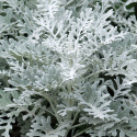 Silverek 'Silver Dust', djupt flikade, silverglänsande blad.
