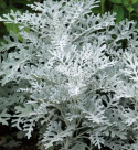 Silverek 'Silver Dust', djupt flikade, silverglänsande blad.