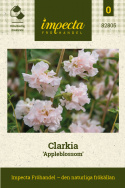 Clarkia 'Appleblossom', Lättodlad och rikblommande för sommarrabatter och utsökt snittblomma.