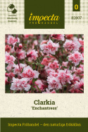 Clarkia 'Enchantress', Lättodlad och rikblommande för sommarrabatter och utsökt snittblomma.