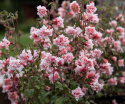 Clarkia 'Enchantress', Lättodlad och rikblommande för sommarrabatter och utsökt snittblomma.