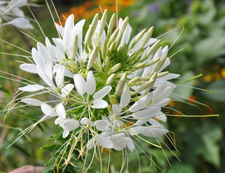 Paradisblomster 'White Queen', stora, runda vita flockblommor. Buskigt växtsätt.