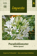 Paradisblomster 'White Queen', stora, runda vita flockblommor. Buskigt växtsätt.