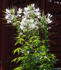 Paradisblomster 'White Queen', stora, runda vita flockblommor. Buskigt växtsätt.