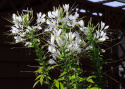 Paradisblomster 'White Queen', stora, runda vita flockblommor. Buskigt växtsätt.