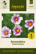 Rosenskära 'Sweet Dreams' vita blommor med gammalrosa innerteckning och gult öga