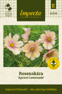 Rosenskära ''Apricot Lemonade'', Sekelskiftesvacker rosenskära med enkla blommor i mjukt aprikos och gräddvitt.