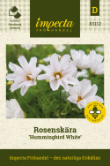 Rosenskära ''''''''Hummingbird White''''''''. Snövita blommor med ihoprullade kronblad.