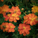 Gullskära 'Sunny Red', orangeröda, halvdubbla blommor på buskiga plantor.