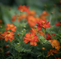 Gullskära 'Sunny Red', orangeröda, halvdubbla blommor på buskiga plantor.