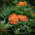 Gullskära 'Sunny Red', orangeröda, halvdubbla blommor på buskiga plantor.