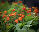 Gullskära 'Sunny Red', orangeröda, halvdubbla blommor på buskiga plantor.