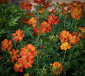 Gullskära 'Sunny Red', orangeröda, halvdubbla blommor på buskiga plantor.