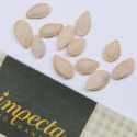 Prydnadspumpa 'Little Indian Mix', päronformade frukter i olika färger.