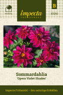 Sommardahlia 'Opera Violet Shades', sommardahlia med dubbla, violettröda blommor med gult öga.