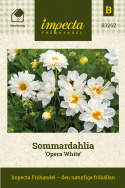 Sommardahlia ''''Opera White''''