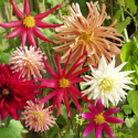 Kaktusdahlia 'Fantasia' blandning av enkla, spretiga till dubbla runda. Röd/rosa