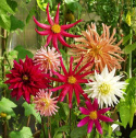 Kaktusdahlia 'Fantasia' blandning av enkla, spretiga till dubbla runda. Röd/rosa