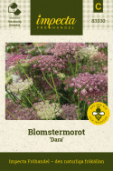 Blomstermorot 'Dara', prydnadsmorot, flockblommor i purpur, rosa och vitt.