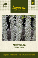 Njurvinda 'Silver Falls', meterlånga rankor täckta av silvergröna blad.