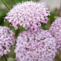 Blåparasoll 'Lace Pink', Stora, skira parasolliknande blomsamlingar i ljust pastellrosa.