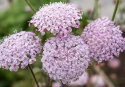 Blåparasoll 'Lace Pink', Stora, skira parasolliknande blomsamlingar i ljust pastellrosa.