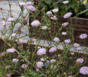 Blåparasoll 'Lace Pink', Stora, skira parasolliknande blomsamlingar i ljust pastellrosa.