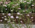 Blåparasoll 'Lace Pink', Stora, skira parasolliknande blomsamlingar i ljust pastellrosa.